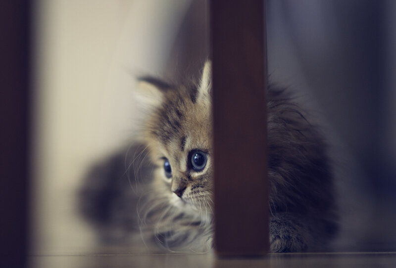 Fluffy Kitten Peeking — Brown, Curious, Photograph, Furniture Leg