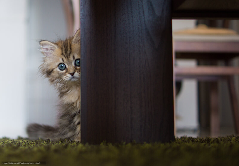Fluffy Kitten Peeking — Brown, Curious, Photograph, Table Leg, Carpet, Chair