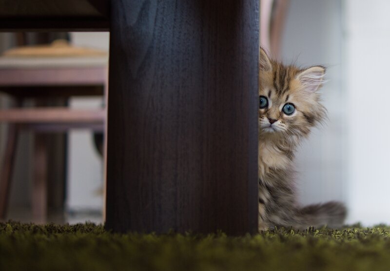 Fluffy Kitten Peeking — Brown, Curious, Photograph, Table Leg, Carpet