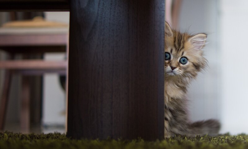 Fluffy Kitten Peeking — Brown, Curious, Photograph, Table Leg