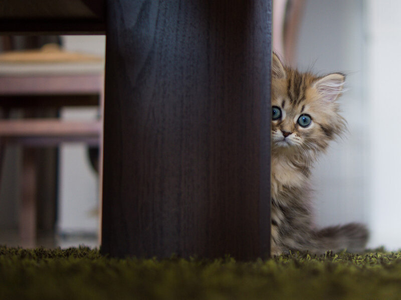 Fluffy Kitten Peeking — Brown, Curious, Photograph