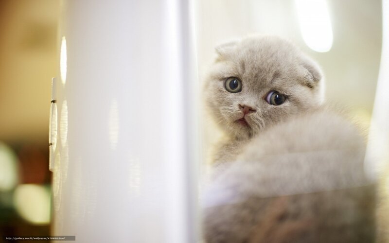 fluffy kitten peeking out