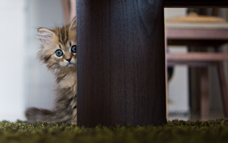 Fluffy Kitten Peeking