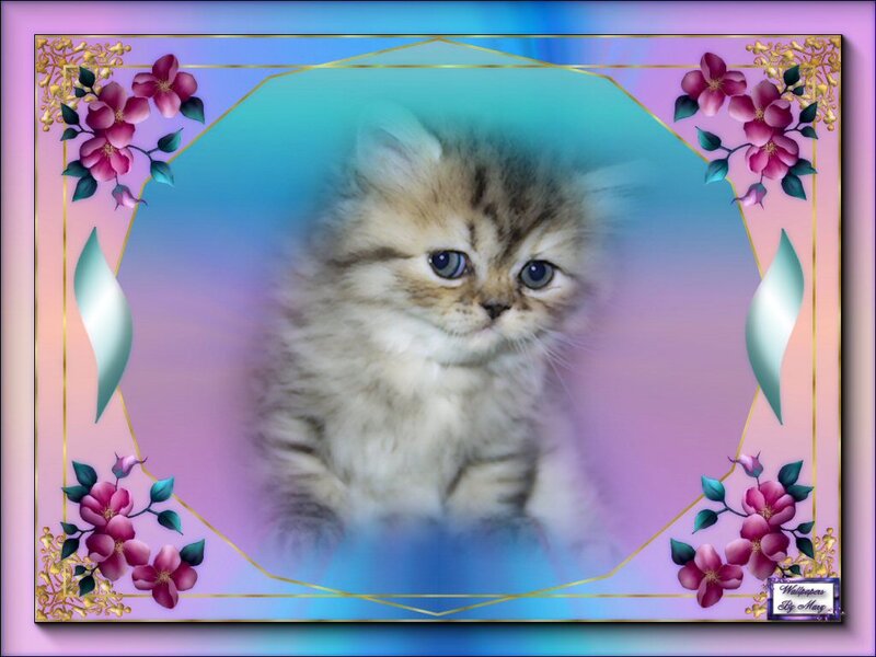 Fluffy Kitten — Pink