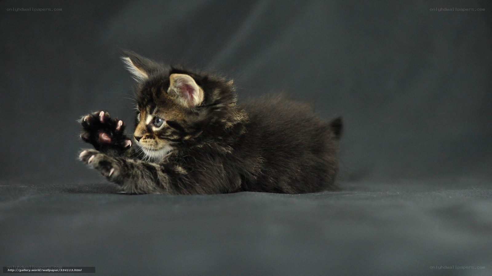fluffy kitten playing