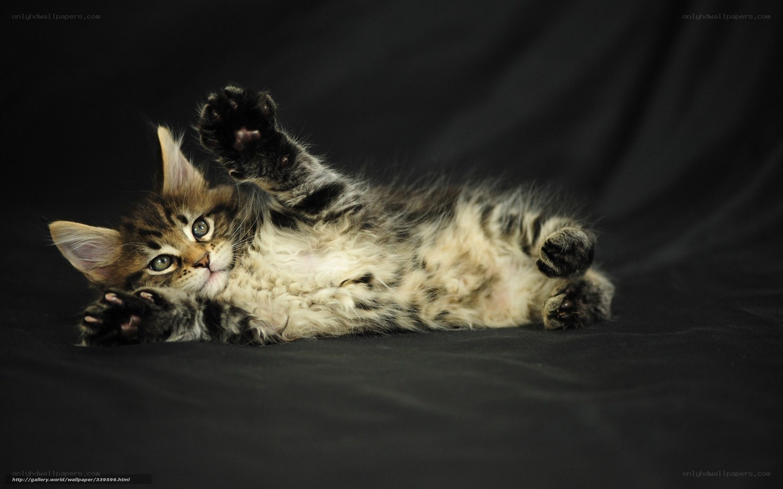 fluffy kitten playing