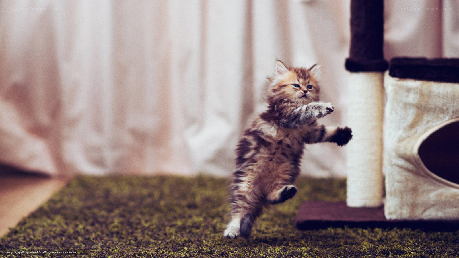 fluffy kitten playing