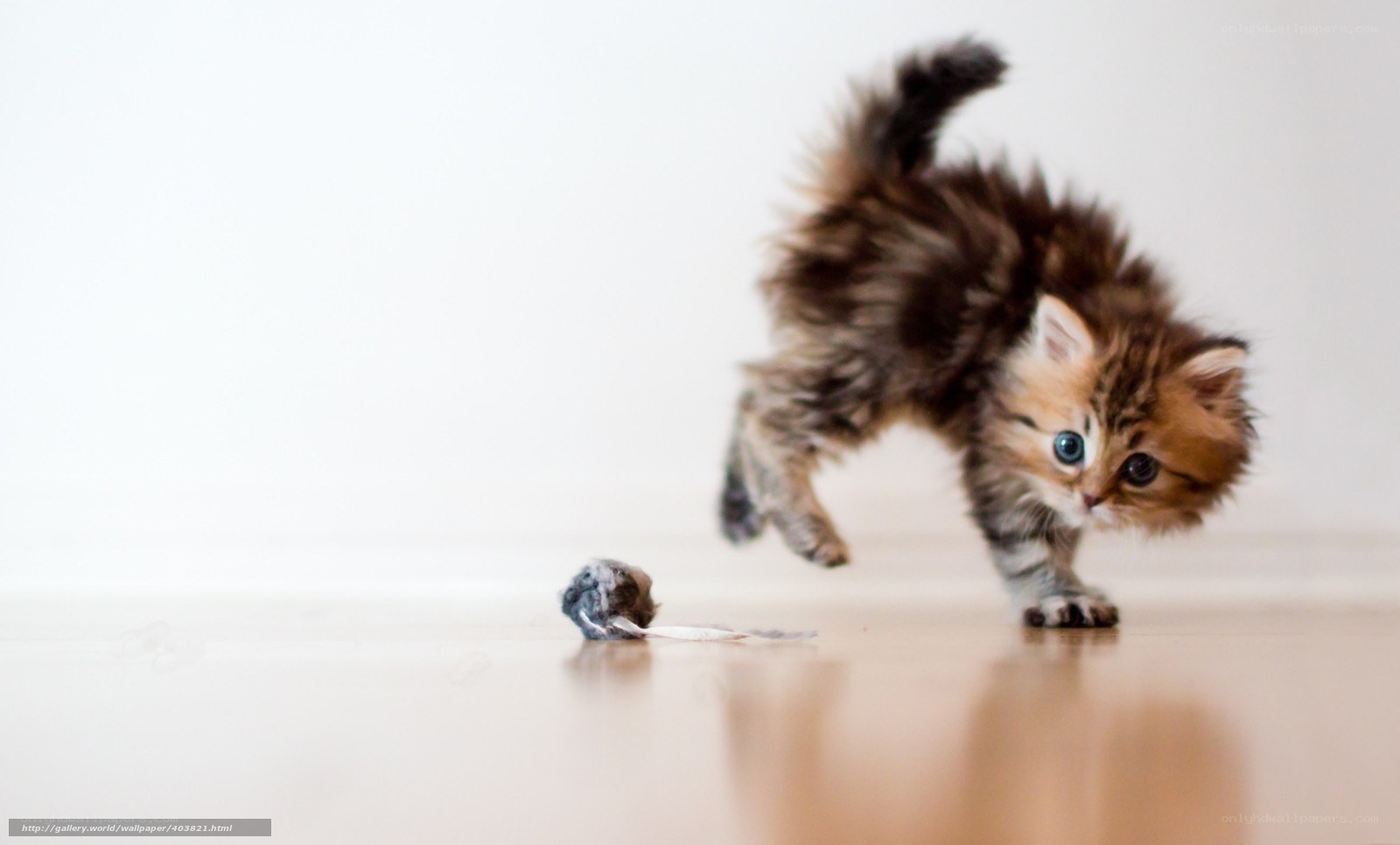 fluffy kitten playing