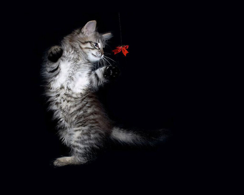 Fluffy Kitten Playing — Black