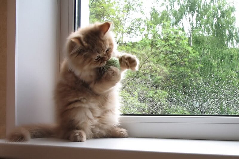 Fluffy Kitten Playing — Brown, Calm