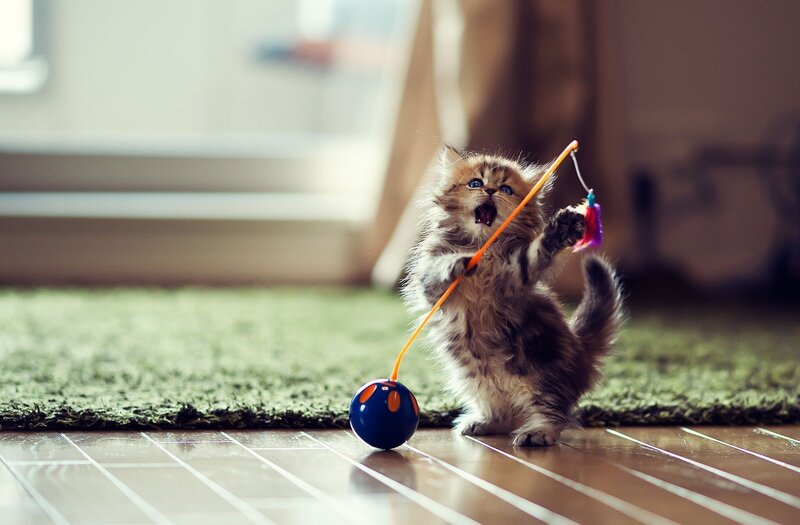 Fluffy Kitten Playing — Brown, Playful, Afternoon, Photograph, Cat Toy, Rug