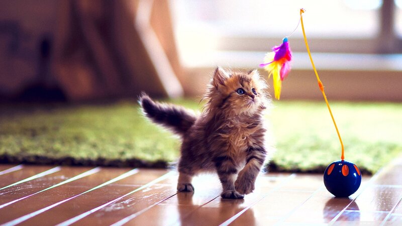 Fluffy Kitten Playing — Brown, Playful, Afternoon, Photograph, Feather Toy, Ball