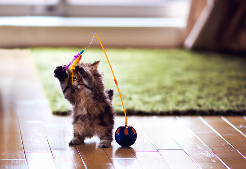 Fluffy Kitten Playing — Brown, Playful, Afternoon, Photograph, Feather Toy