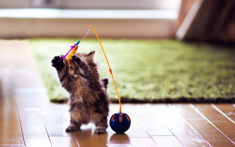 Fluffy Kitten Playing — Brown, Playful, Afternoon, Photograph