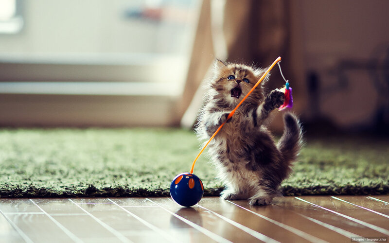 Fluffy Kitten Playing — Brown, Playful, Afternoon, Photograph, Toy, Rug