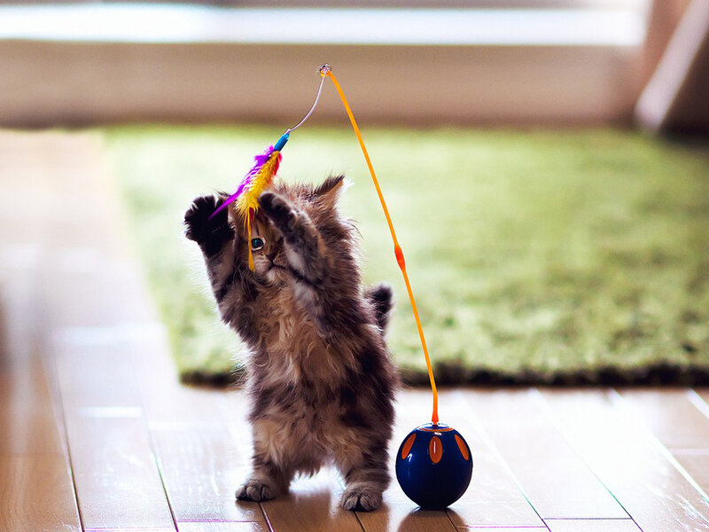 Fluffy Kitten Playing — Brown, Playful, Morning