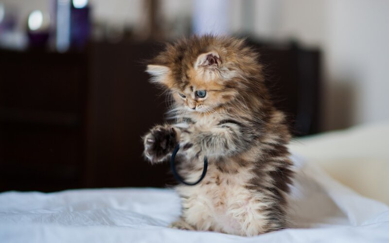 Fluffy Kitten Playing — Brown, Playful, Photograph, Bed