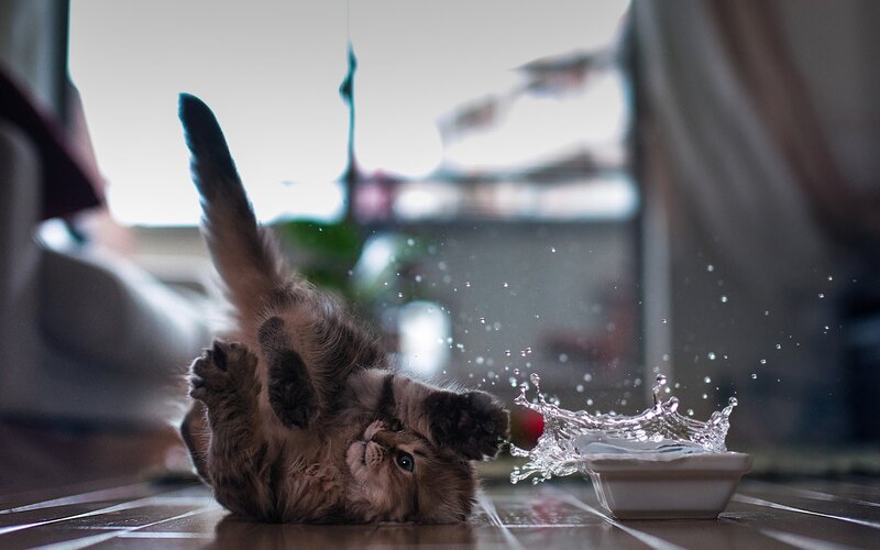 Fluffy Kitten Playing — Brown, Playful, Photograph, Bowl