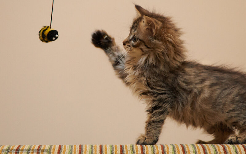 Fluffy Kitten Playing — Brown, Playful, Photograph, Toy Bee, Striped Surface