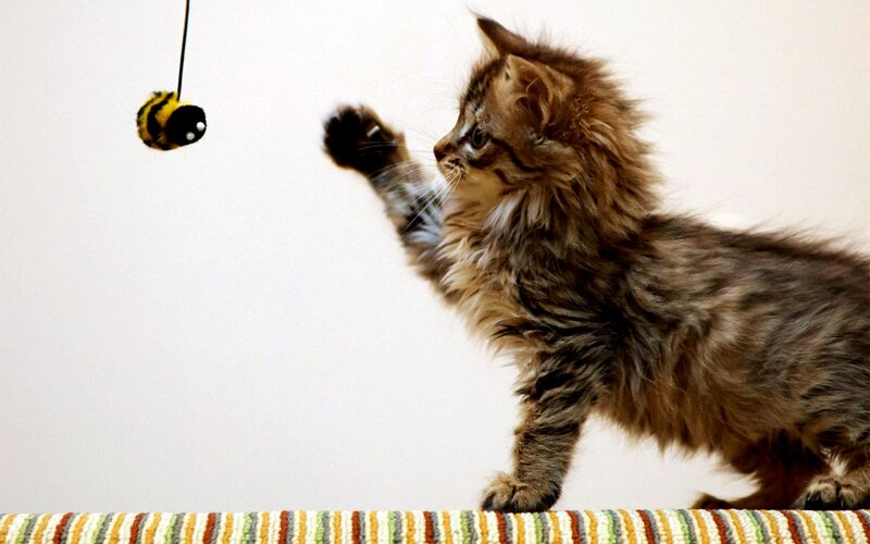 Fluffy Kitten Playing — Brown, Playful, Photograph, Toy Bee