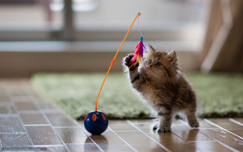 Fluffy Kitten Playing — Brown, Playful, Photograph, Toy, Feather