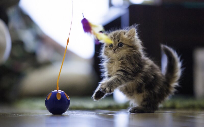 Fluffy Kitten Playing — Brown, Playful, Photograph, Toy, Floor