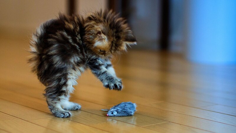 Fluffy Kitten Playing — Brown, Playful, Photograph, Toy Mouse