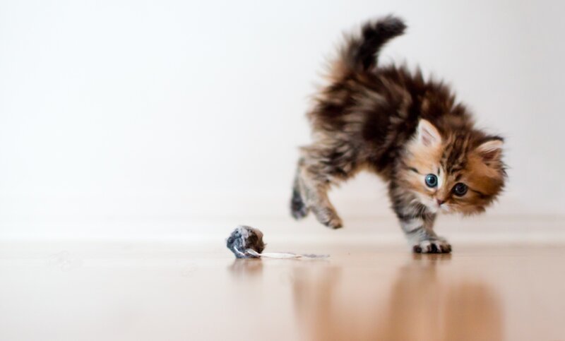 Fluffy Kitten Playing — Brown, Playful, Photograph, Toy