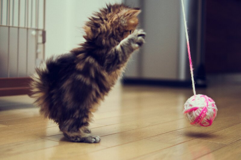 Fluffy Kitten Playing — Brown, Playful, Photograph, Yarn Ball
