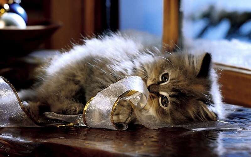 Fluffy Kitten Playing — Brown, Playful, Winter