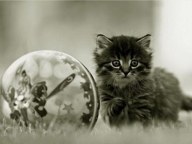 Fluffy Kitten Playing — Gray, Calm