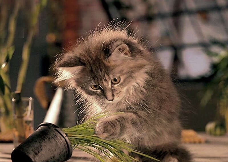 Fluffy Kitten Playing — Gray, Curious