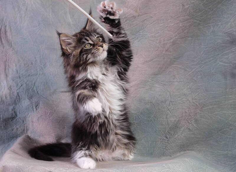 Fluffy Kitten Playing — Gray, Playful
