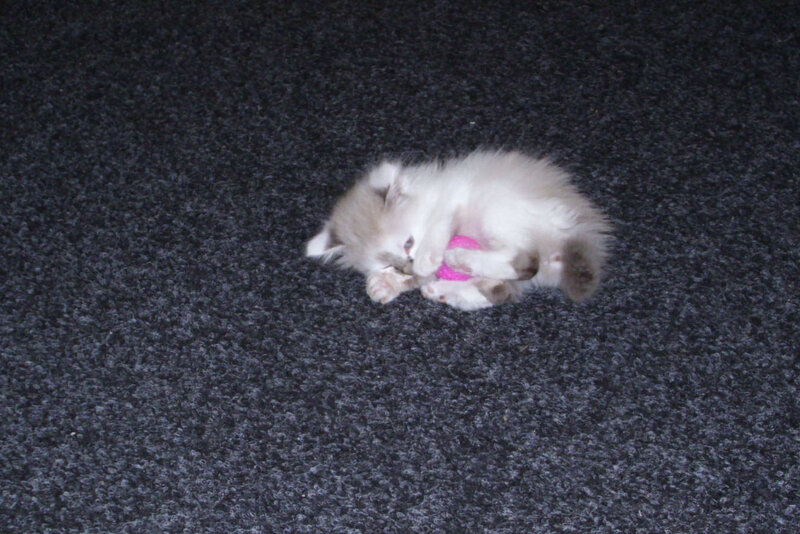 Fluffy Kitten Playing — Gray
