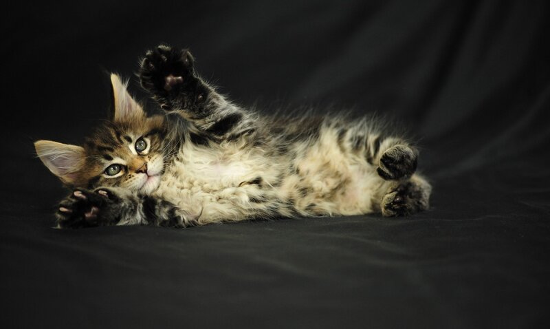 fluffy kitten playing on its back