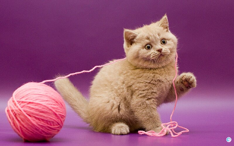 Fluffy Kitten Playing — Purple