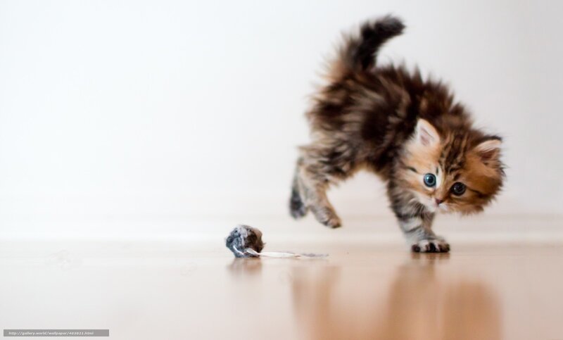 Fluffy Kitten Playing — White, Playful, Photograph, Toy