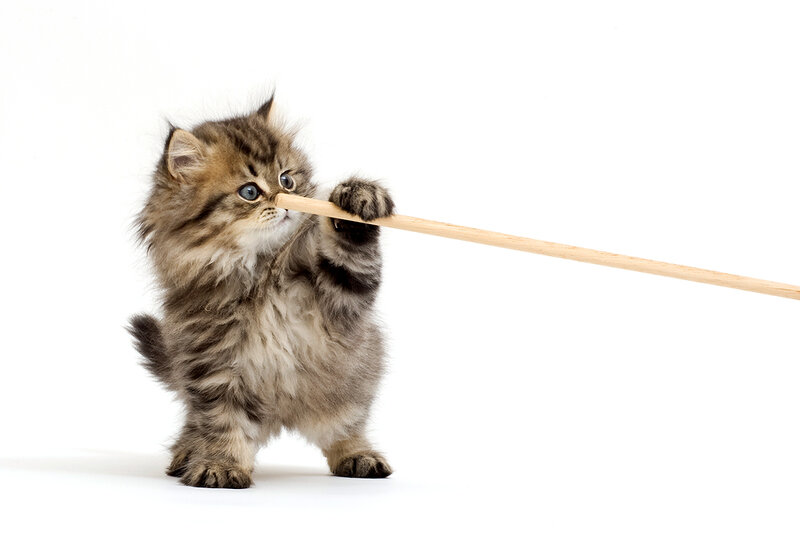 Fluffy Kitten Playing — White, Playful