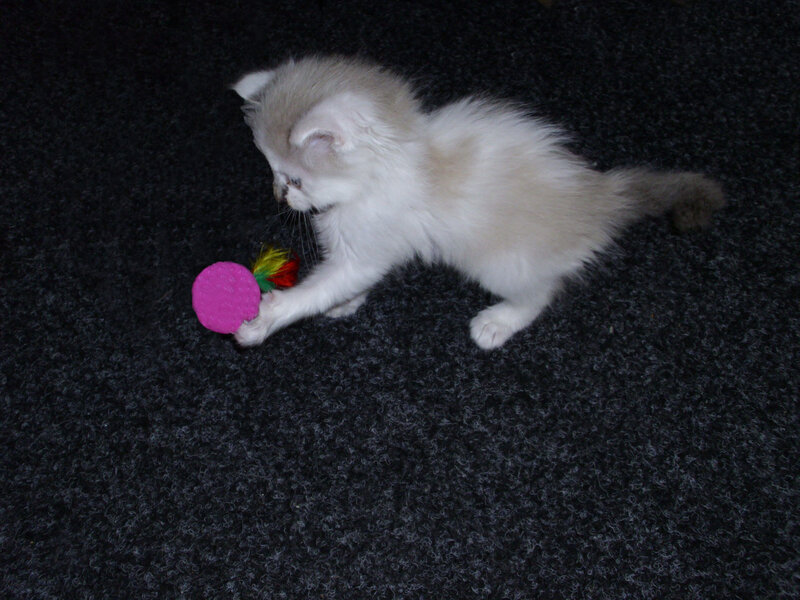 Fluffy Kitten Playing — White