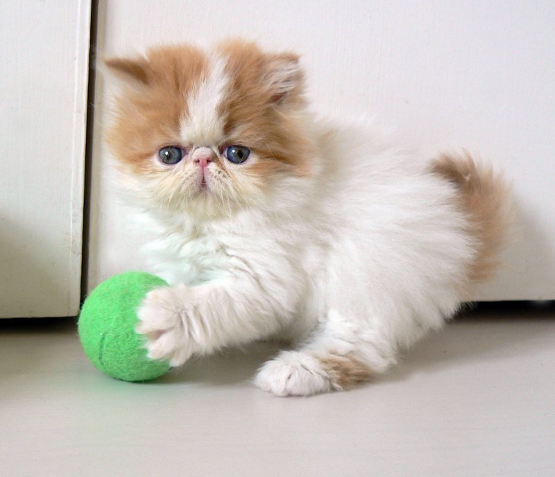 fluffy kitten playing with ball