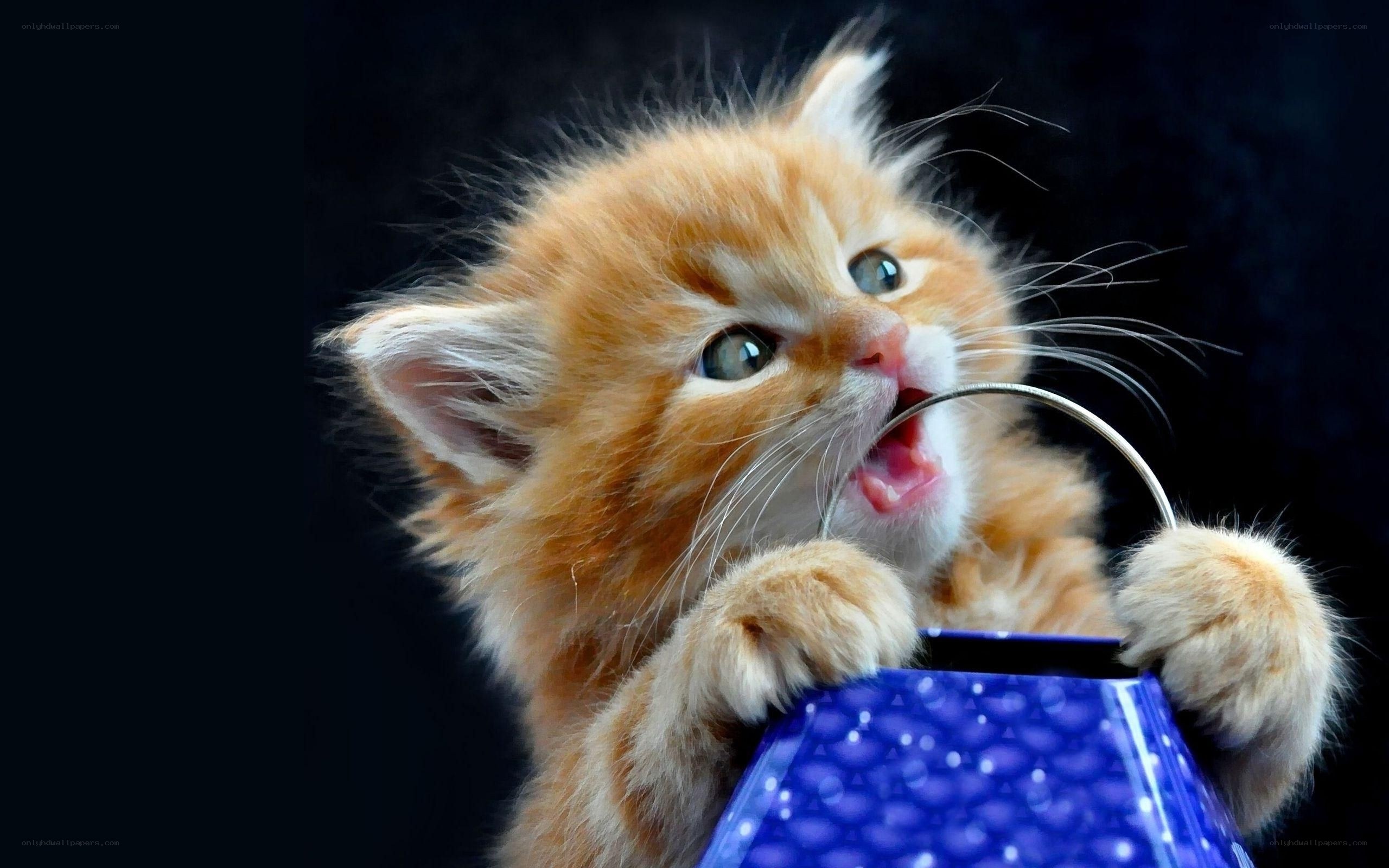 fluffy kitten playing with basket