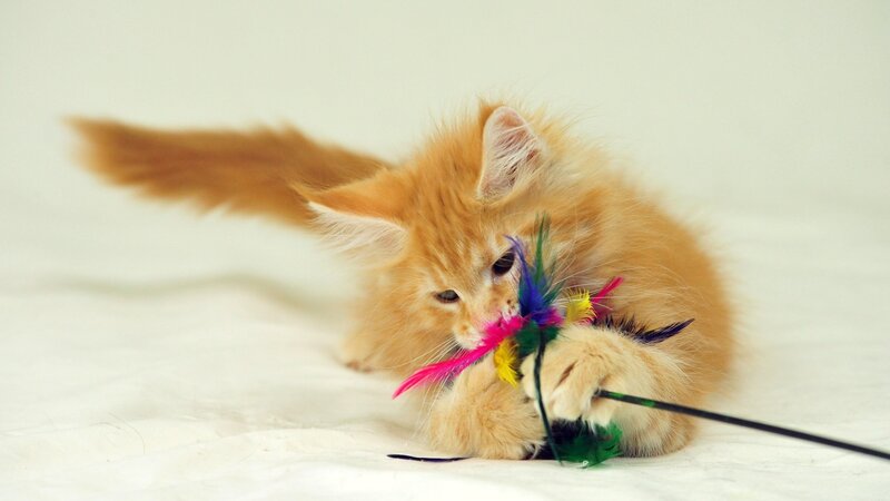 fluffy kitten playing with feathers