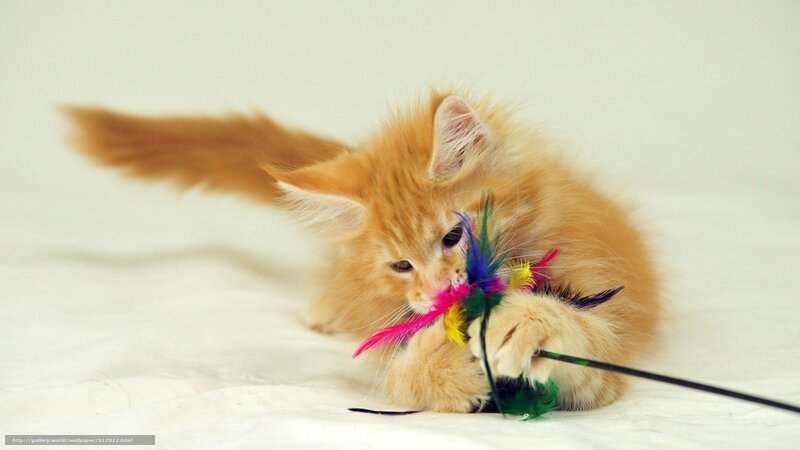 fluffy kitten playing with feathers