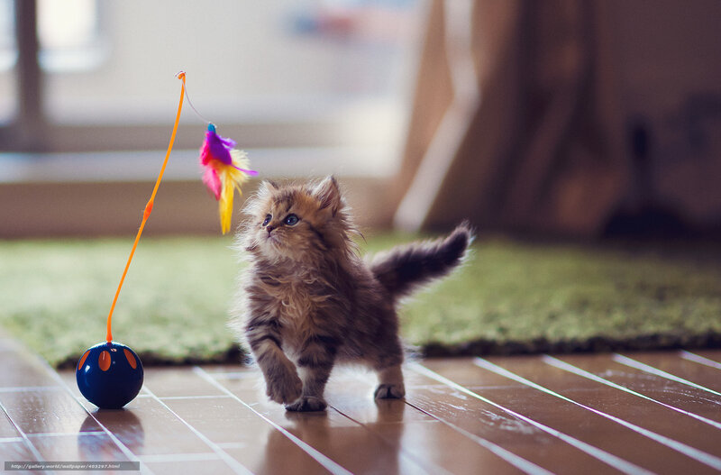 fluffy kitten playing with toy