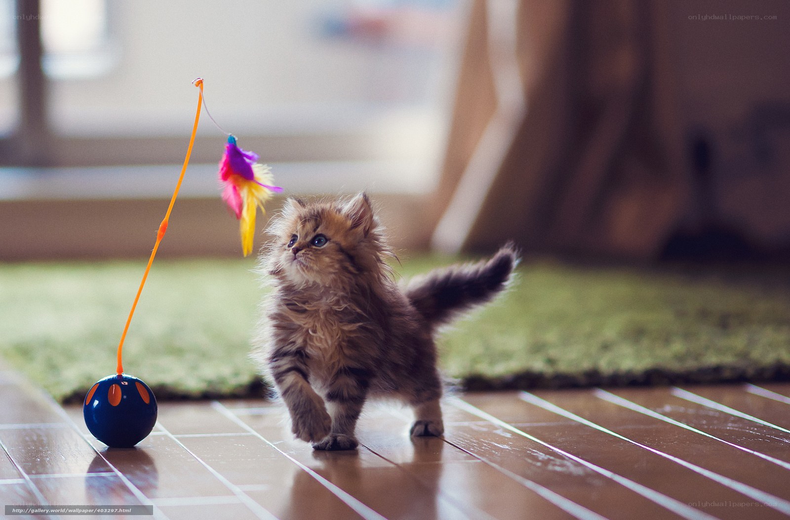 fluffy kitten playing with toy