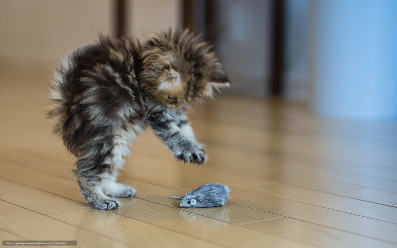 fluffy kitten playing with toy