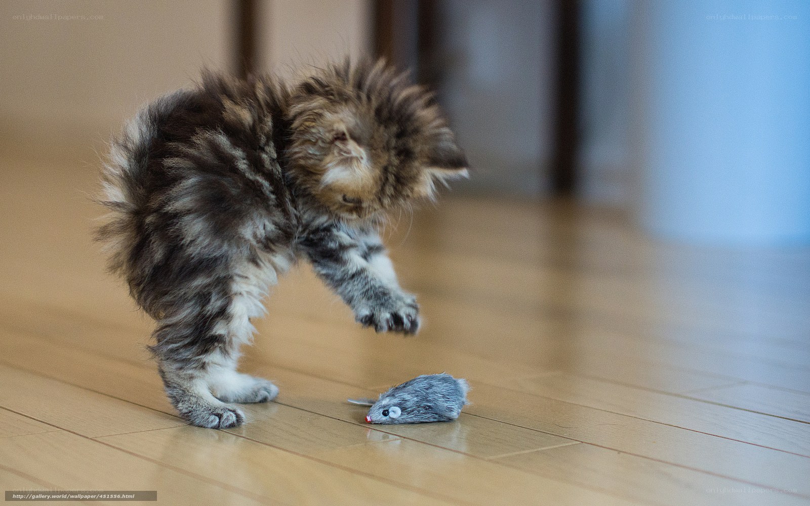 fluffy kitten playing with toy