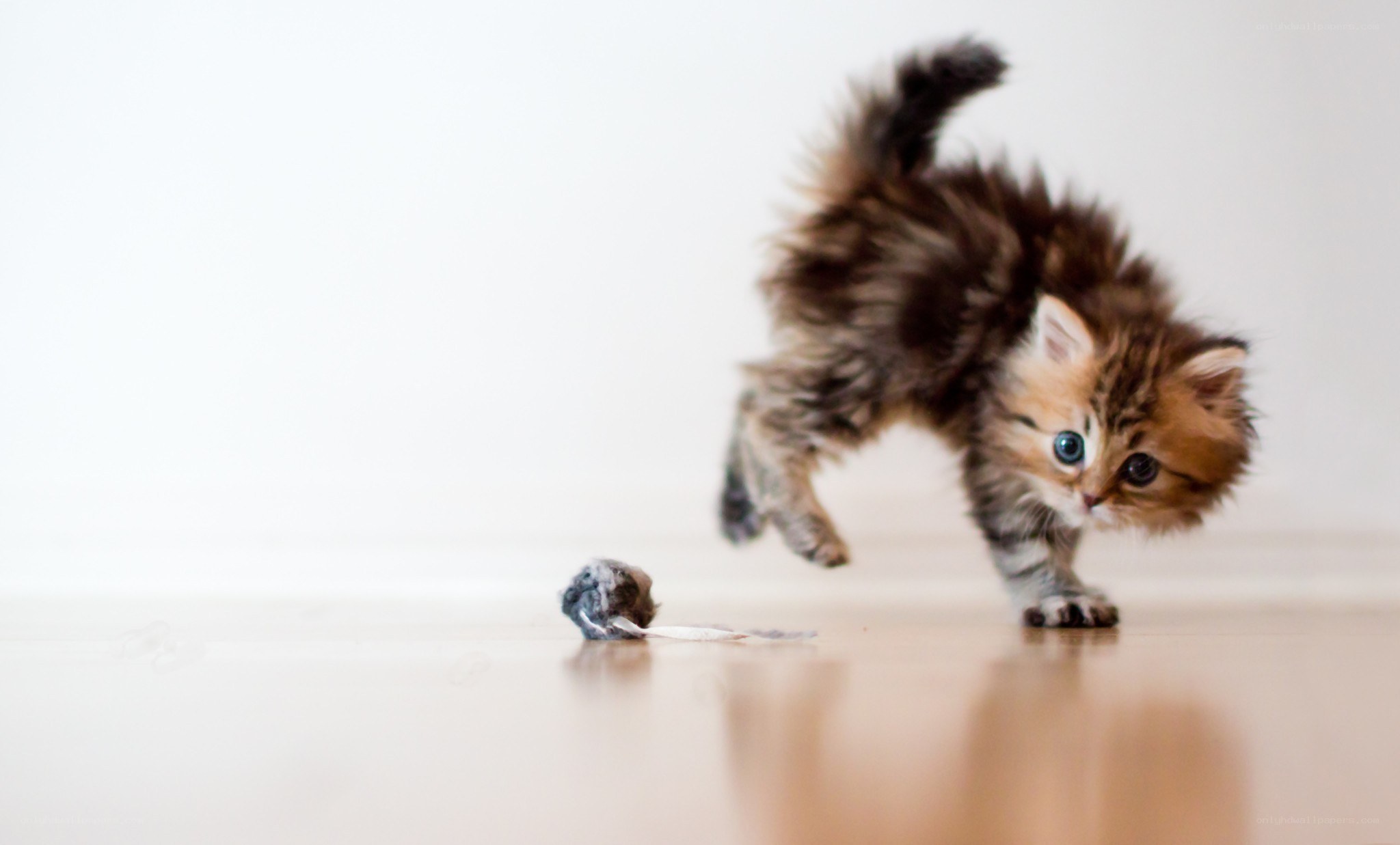 fluffy kitten playing with toy