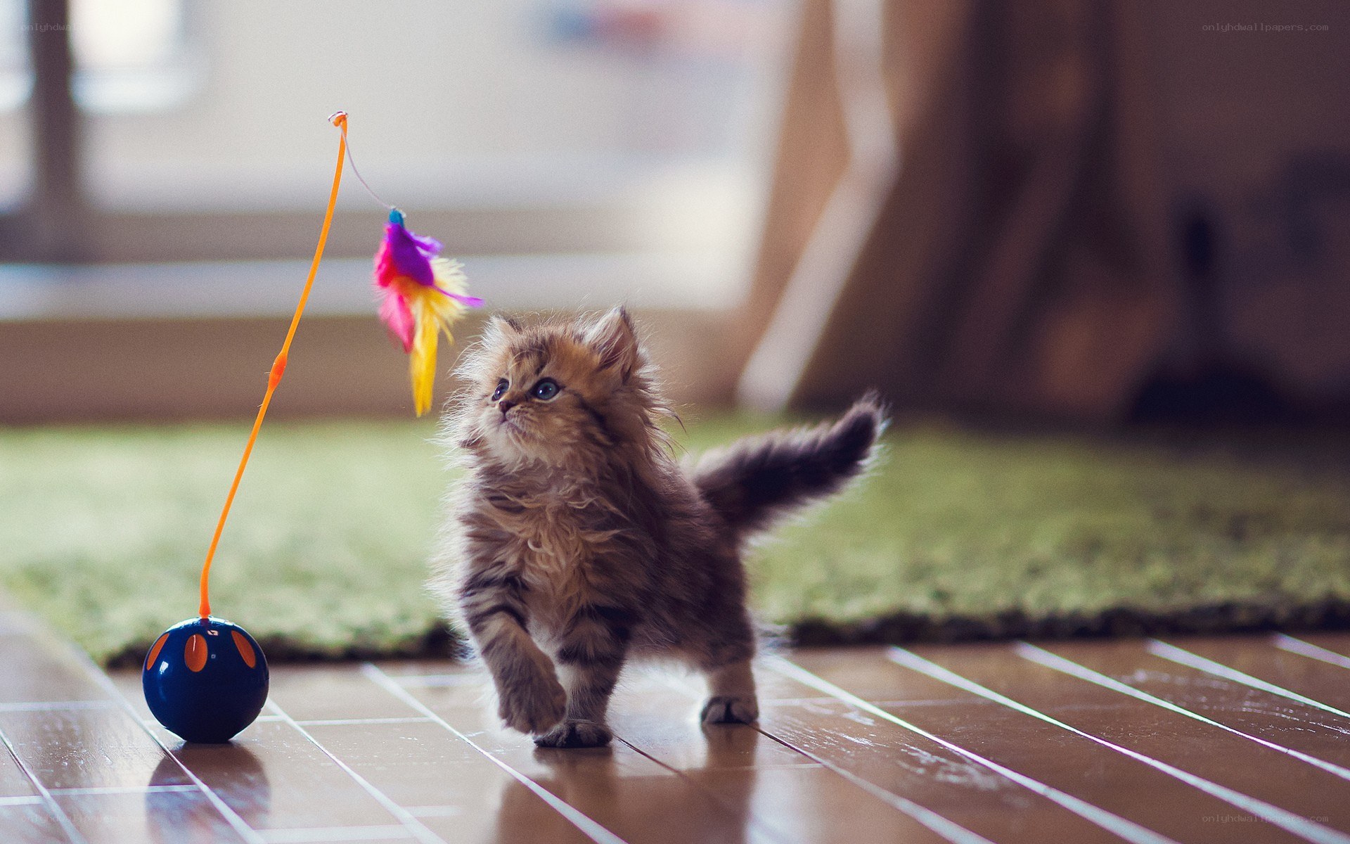Fluffy kitten playing with toy