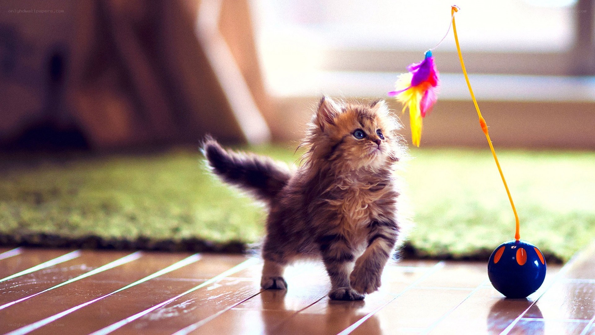 fluffy kitten playing with toy